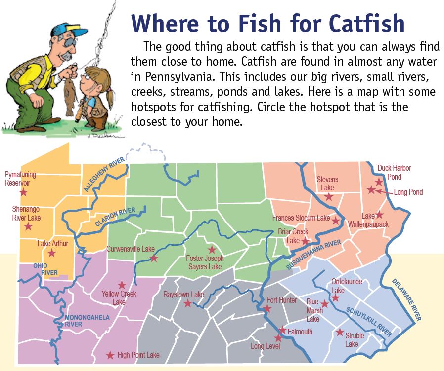 fish for catfish